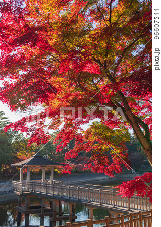 秋の岡崎市東公園〈愛知県岡崎市〉 96607544