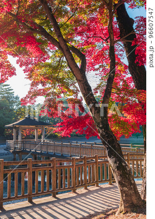 秋の岡崎市東公園〈愛知県岡崎市〉 96607547