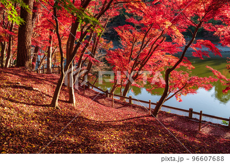 秋の岡崎市東公園〈愛知県岡崎市〉 96607688