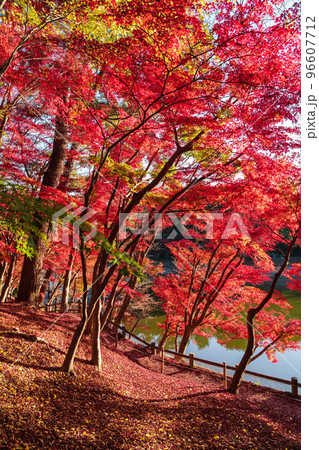 秋の岡崎市東公園〈愛知県岡崎市〉 秋の岡崎市東公園〈愛知県岡崎市〉 96607712