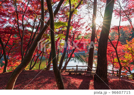 秋の岡崎市東公園〈愛知県岡崎市〉 96607715