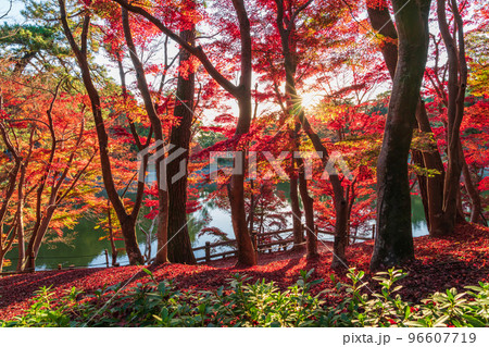 秋の岡崎市東公園〈愛知県岡崎市〉 96607719