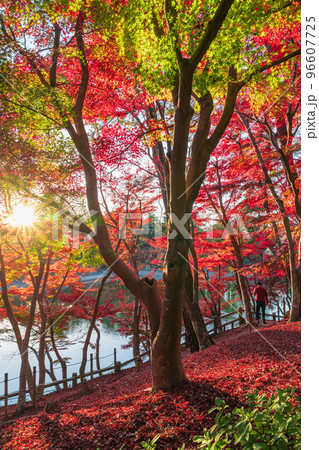 秋の岡崎市東公園〈愛知県岡崎市〉 96607725