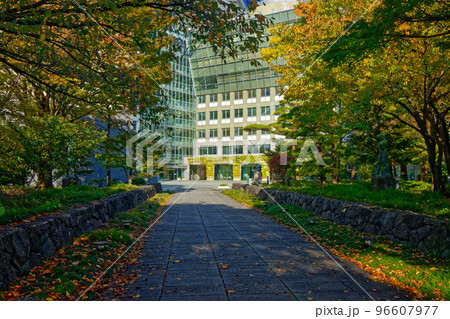 富山市役所と紅葉 96607977