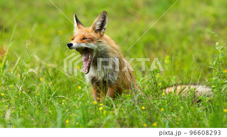 Tired red fox yawning on blooming meadow in summer 96608293