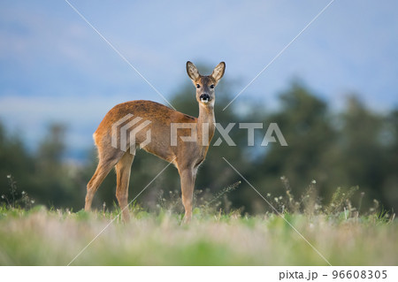 Roe deer female stretching on grassland in autumn from side 96608305