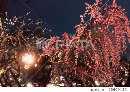 北野天満宮梅苑「花の庭」~しだれ梅とかがり火の夜景 北野天満宮梅苑「花の庭」~しだれ梅とかがり火の夜景 96609136