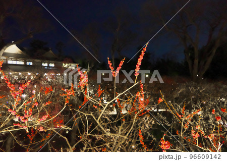 北野天満宮梅苑「花の庭」~ライトアップの夜景を展望台から 北野天満宮梅苑「花の庭」~ライトアップの夜景を展望台から 96609142