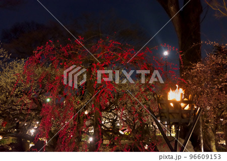 北野天満宮梅苑「花の庭」~しだれ梅とかがり火の夜景 北野天満宮梅苑「花の庭」~しだれ梅とかがり火の夜景 96609153