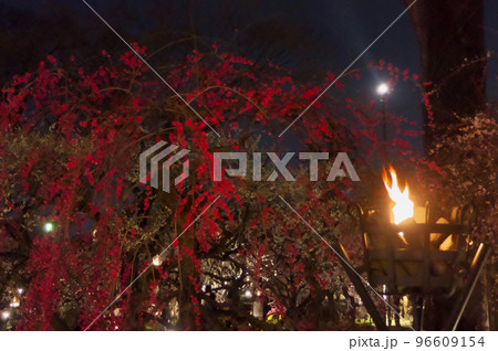 北野天満宮梅苑「花の庭」~しだれ梅とかがり火の夜景 北野天満宮梅苑「花の庭」~しだれ梅とかがり火の夜景 96609154