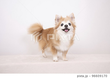 微笑むチワワ 微笑むチワワ 96609170