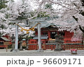 春爛漫、桜咲き乱れる世良田東照宮 96609171
