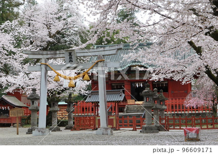 春爛漫、桜咲き乱れる世良田東照宮 春爛漫、桜咲き乱れる世良田東照宮 96609171