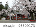 春爛漫、桜咲き乱れる世良田東照宮 96609173