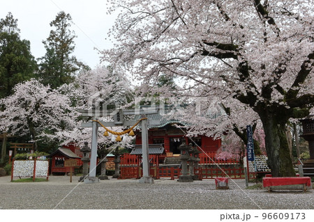 春爛漫、桜咲き乱れる世良田東照宮 96609173