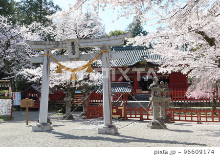 春爛漫、桜咲き乱れる世良田東照宮 春爛漫、桜咲き乱れる世良田東照宮 96609174