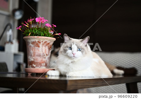 猫と鉢植えのオキザリス 96609220