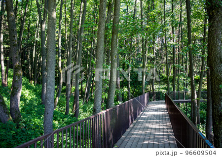 Tourist footbridge with railings laid in the forest for walking Tourist footbridge with railings laid in the forest for walking 96609504