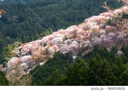 奈良県の吉野山の桜 96609868