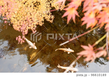 秋の訪れ、恋の季節 紅葉と鯉が出会った 秋の訪れ、恋の季節 紅葉と鯉が出会った 96610189