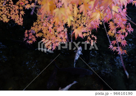 秋の訪れ、恋の季節 紅葉と鯉が出会った 秋の訪れ、恋の季節 紅葉と鯉が出会った 96610190