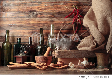Rat on a table in an old shed. Rat on a table in an old shed. 96610363