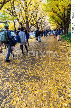 日本の東京都市景観 黄金色に色づいた神宮外苑のいちょう並木。コロナ禍だが多くの人出＝11月22日 96610825