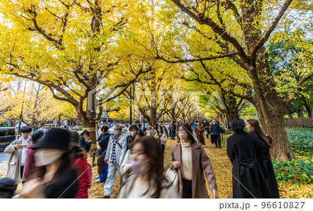 日本の東京都市景観 黄金色に色づいた神宮外苑のいちょう並木。コロナ禍だが多くの人出=11月22日 日本の東京都市景観 黄金色に色づいた神宮外苑のいちょう並木。コロナ禍だが多くの人出=11月22日 96610827