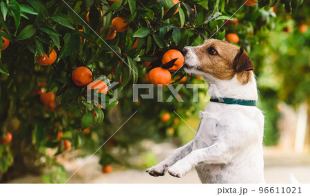Dog sniffing mandarin on tree likes citrus fruits Dog sniffing mandarin on tree likes citrus fruits 96611021