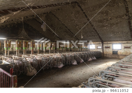 Old dirty pig farm inside. Pregnant sows waiting to be fed Old dirty pig farm inside. Pregnant sows waiting to be fed 96611052