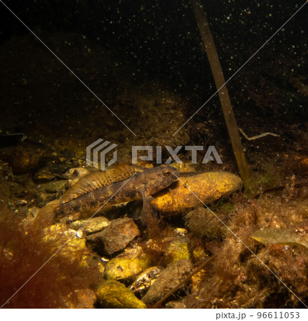 A closeup picture of a Black Goby, Gobius niger, in a beautiful marine environment. Picture from Oresund, Malmo Sweden 96611053