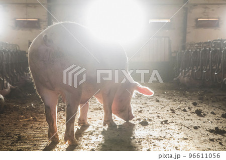 Dawn at the old pig farm 96611056