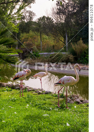 Pack of pink flamingos at the pond in safari park Badoca 96611078