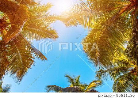 Tropical Background with palm 96611150