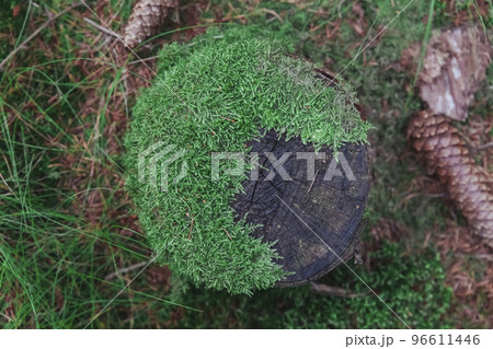 Stump overgrown with moss in the forest. Background Stump overgrown with moss in the forest. Background 96611446