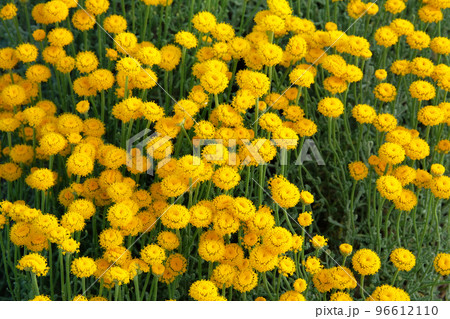 Helichrysum flowers on green nature background. Yellow flowers for herbal pharmacy. Medicinal herb. 96612110