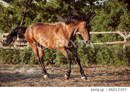 Horse running in the paddock on the sand in summer Horse running in the paddock on the sand in summer 96612397