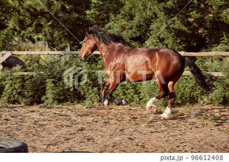 Horse running in the paddock on the sand in summer Horse running in the paddock on the sand in summer 96612408