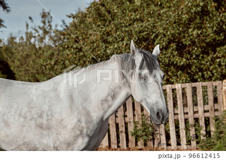 Beautiful grey horse in White Apple, close-up of muzzle, cute look, mane, background of running field, corral, trees Beautiful grey horse in White Apple, close-up of muzzle, cute look, mane, background of running field, corral, trees 96612415