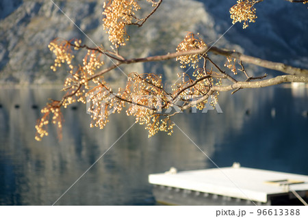 Chinaberry tree ( Melia azedarach ) with cluster of fruit on the background of winter view of Boka Kotor Bay coast. 96613388