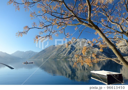 Stunning winter view of coast of the Boka Kotor Bay. Chinaberry tree ( Melia azedarach ) with cluster of fruit on foreground. 96613450