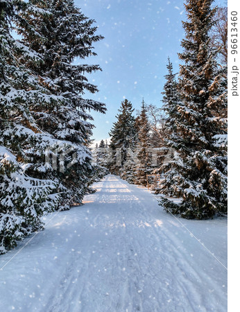 Beautiful winter landscape with fir trees covered with snow. Vertical photography Beautiful winter landscape with fir trees covered with snow. Vertical photography 96613460