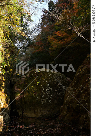 天岩戸神社の紅葉 96613477