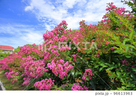 イッサイサルスベリの花 96613963