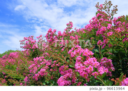 イッサイサルスベリの花 イッサイサルスベリの花 96613964