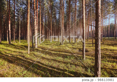 Beautiful landscape of pine forest in summer day. The tall trees of the pine trees growing in the old forest. 96613981