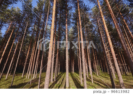 Beautiful landscape of pine forest in summer day. The tall trees of the pine trees growing in the old forest. 96613982