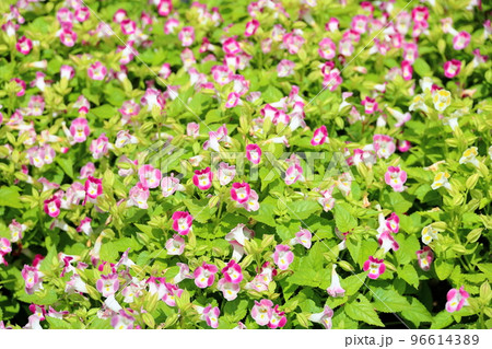 トレニアの花 トレニアの花 96614389