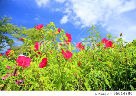 タイタンビカスの花 タイタンビカスの花 96614390