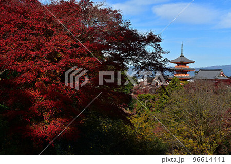 清水寺の紅葉 96614441